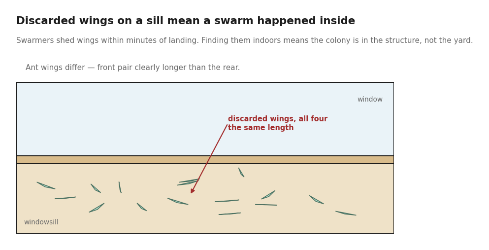 Illustration of discarded termite wings scattered on a windowsill, all four the same length