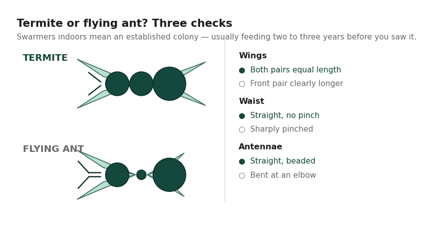 Comparison of a termite swarmer and a flying ant showing waist, antennae and wing differences