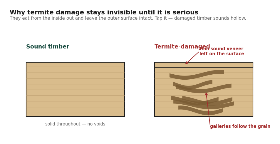 Comparison of sound timber and termite-damaged timber showing internal galleries beneath an intact surface