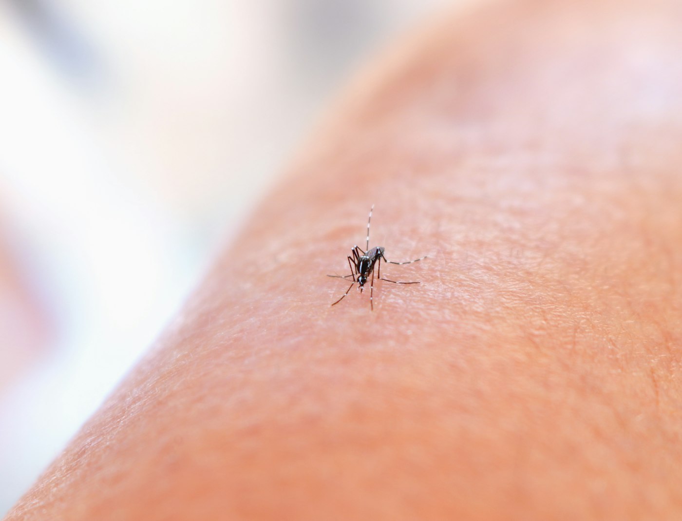 Close-up of an Aedes mosquito feeding on skin, the day-biting species behind most backyard mosquito complaints in metro Atlanta