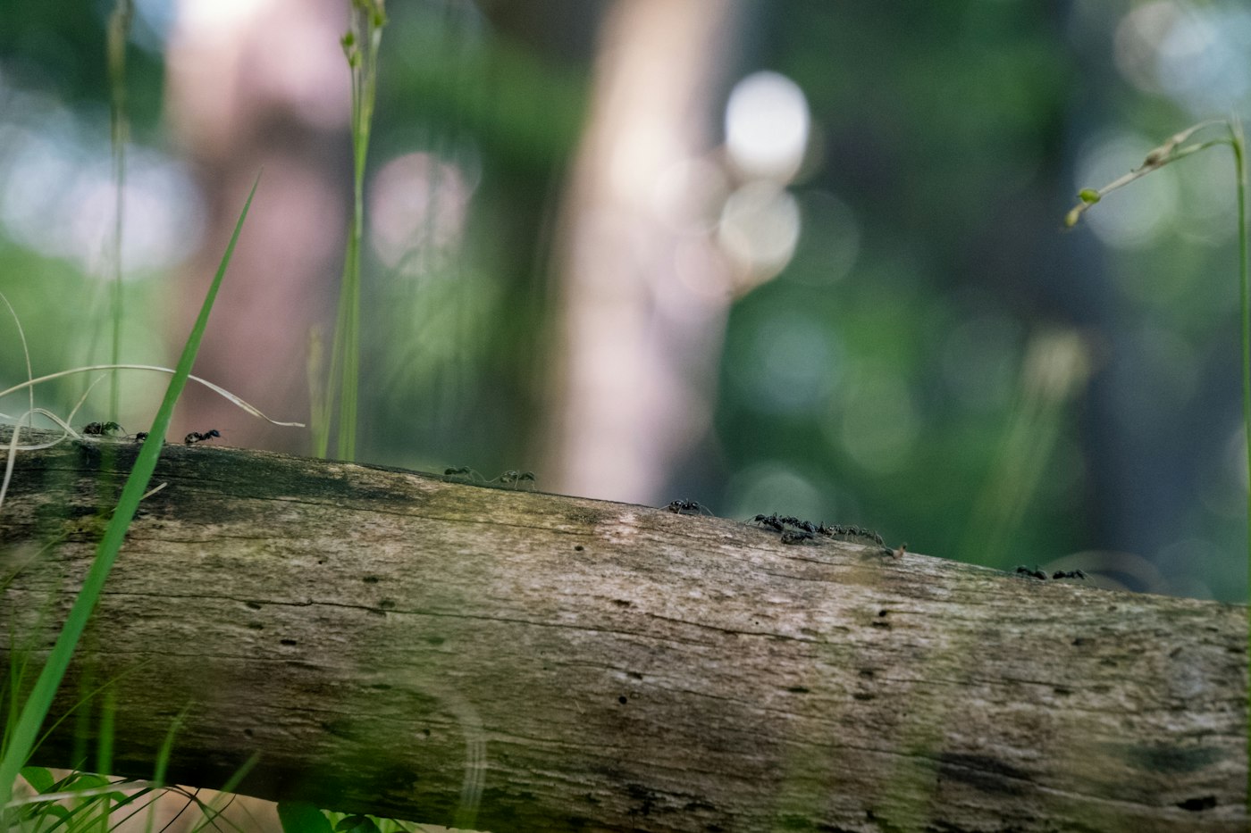 Ants moving in a line along damp wood, the same behaviour they show along a sill plate and inside a wall void