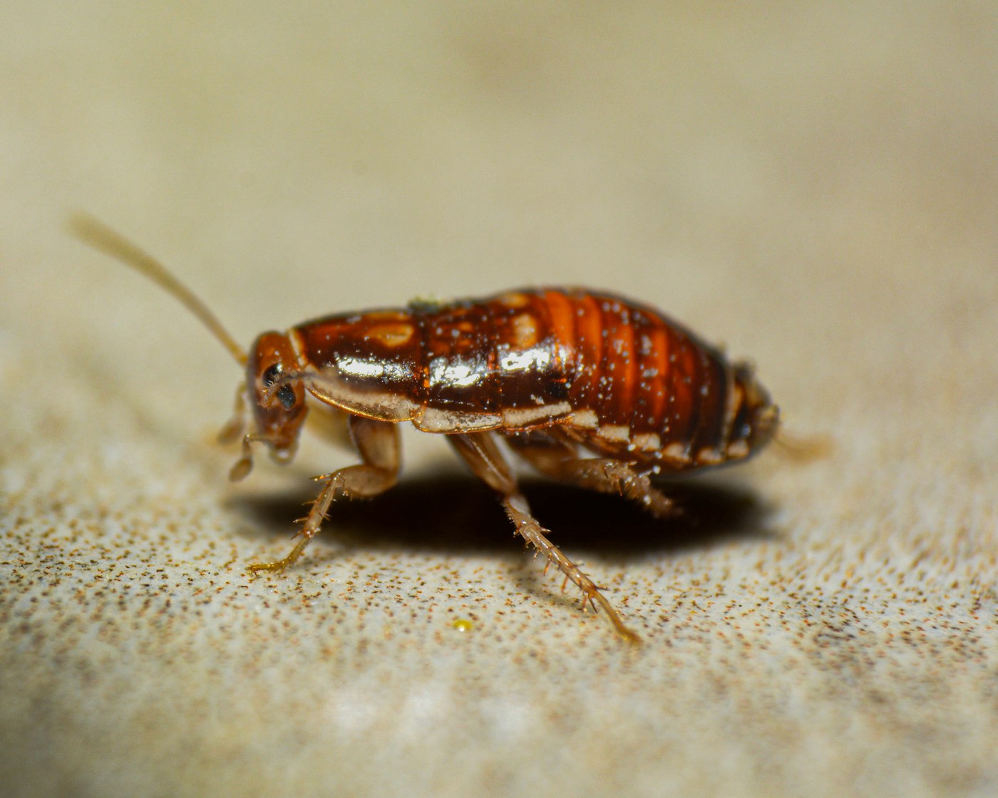 Close-up of a young cockroach nymph, reddish-brown with long antennae and a banded abdomen