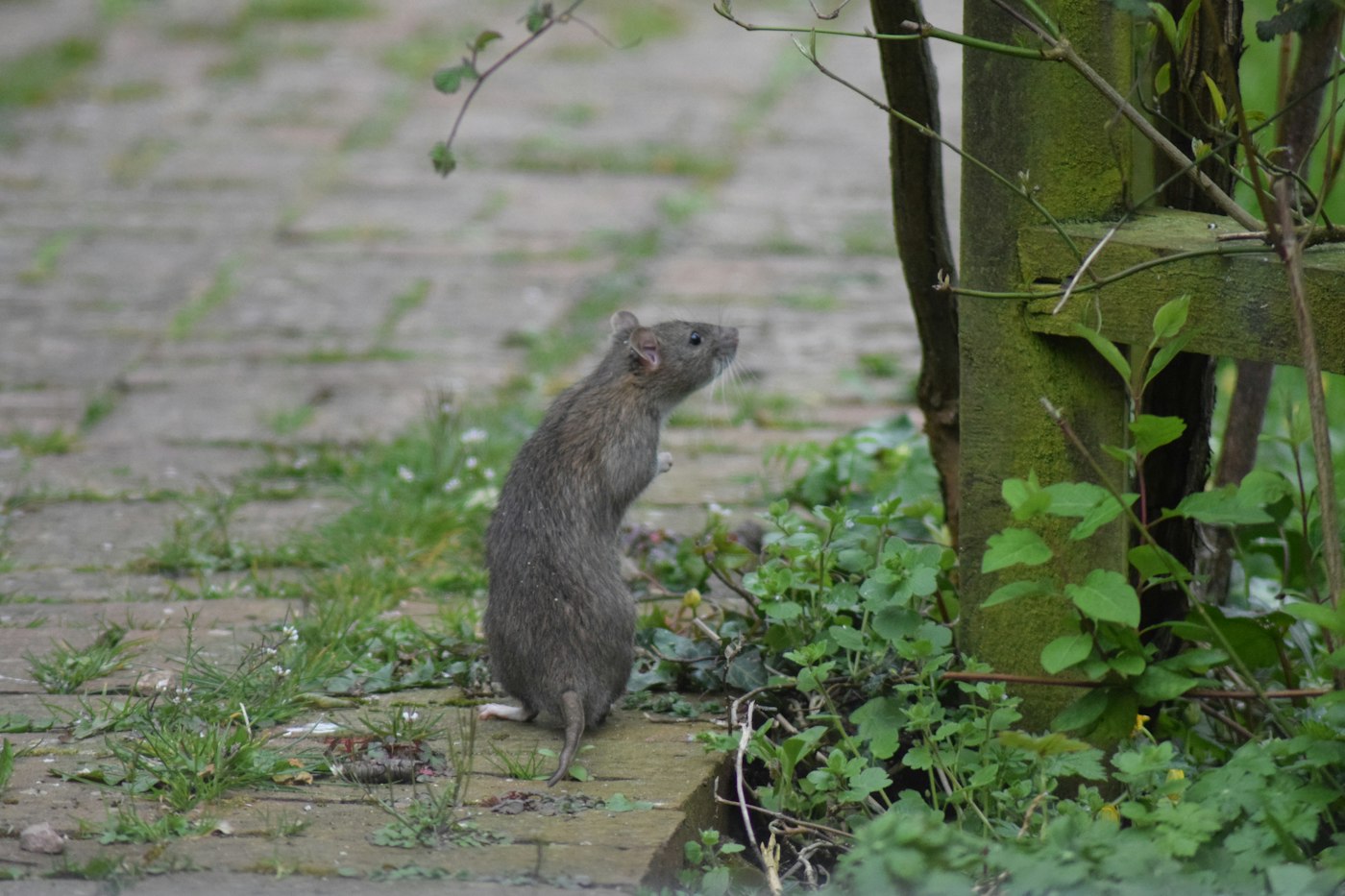 Wildlife in a yard beside a house, the kind of visitor that moves toward the building as nights cool