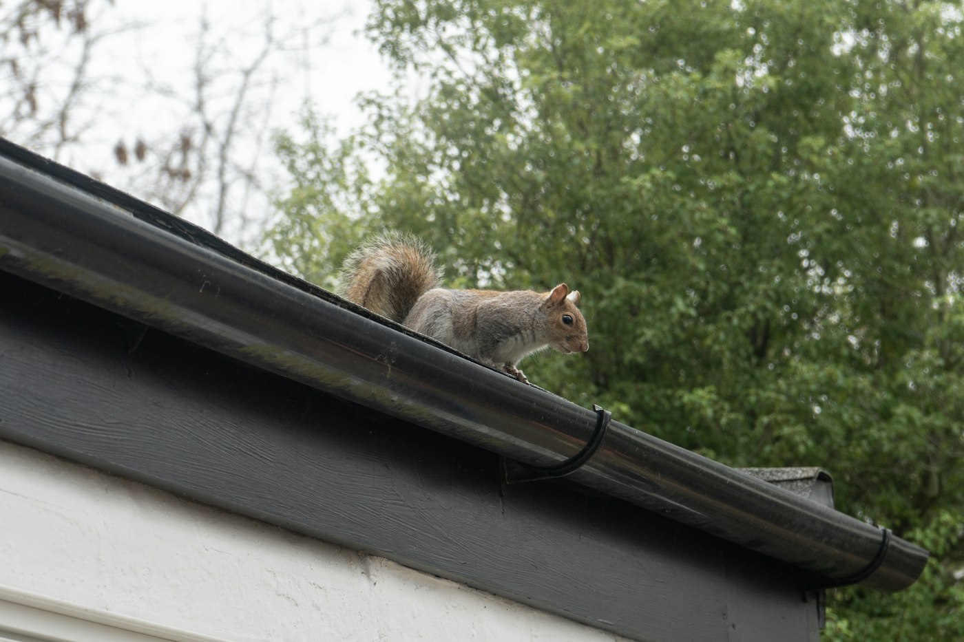 A squirrel perched on a roof gutter, the route rodents use to reach an attic through soffit and gable gaps