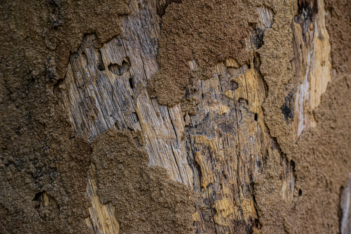 Wood hollowed out along the grain by termites, the layered damage an inspector looks for when probing sill plates and joists