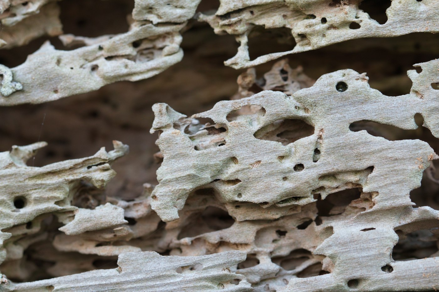 Small round exit holes bored through weathered wood by wood-destroying beetles
